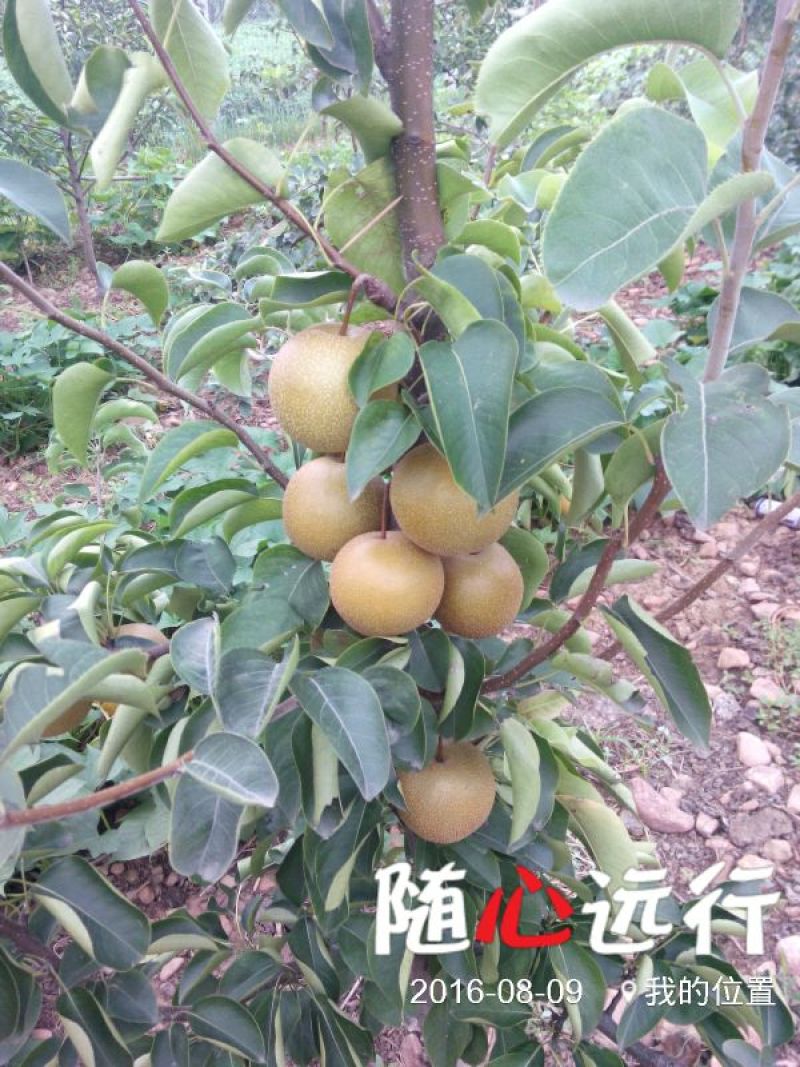 圆黄梨光果350~400g大又甜