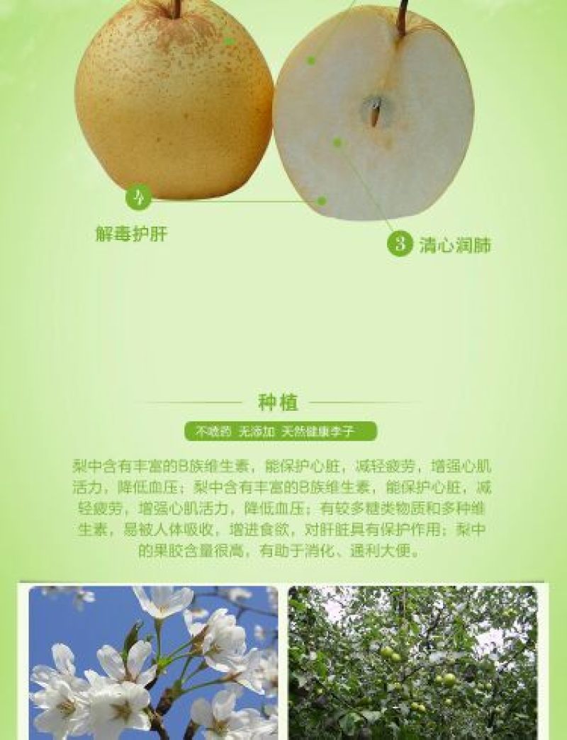 早酥梨