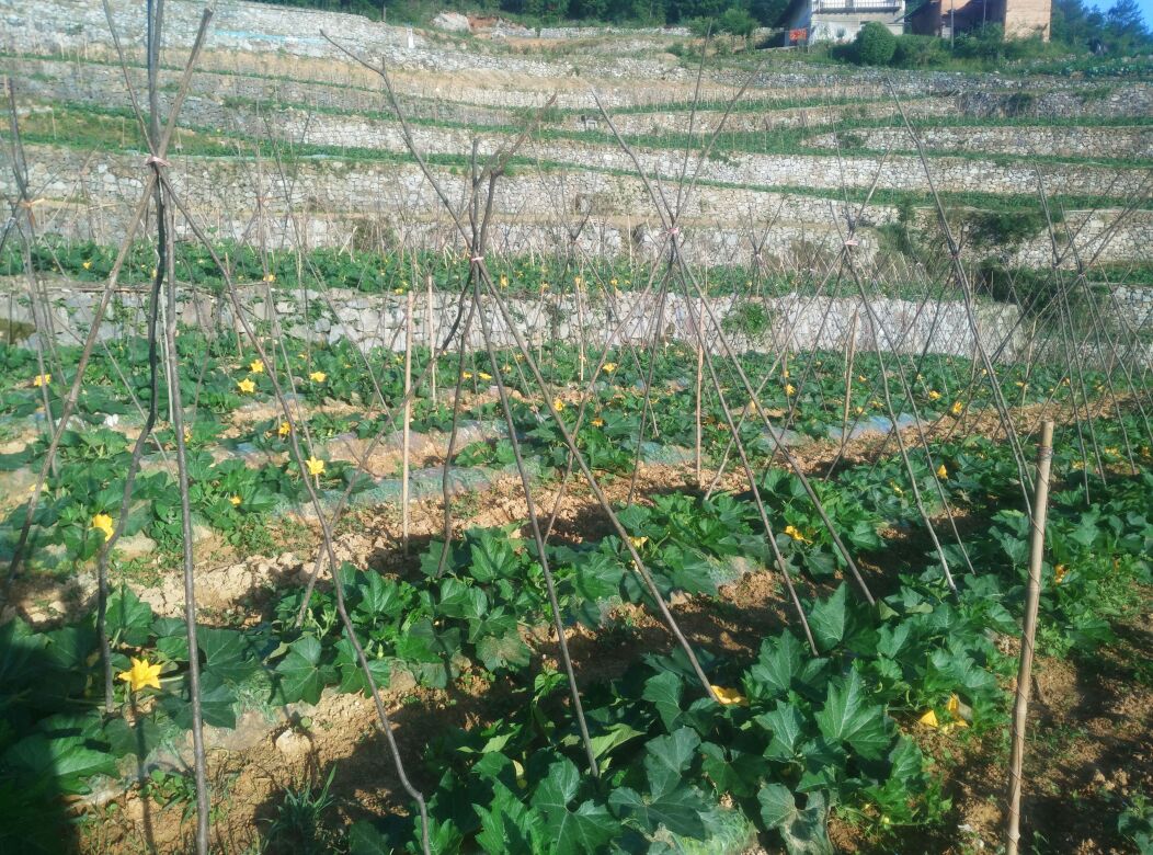 湖北宜昌市秭归县金瓜 1~2斤以上 扁圆形批发