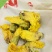 黄蜀葵