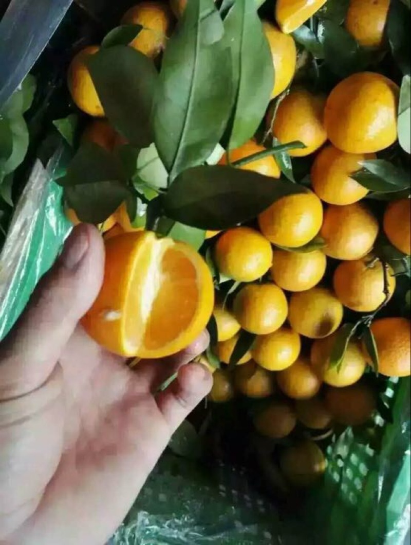 湖北优质夏橙大量供应，产地直发现摘现发