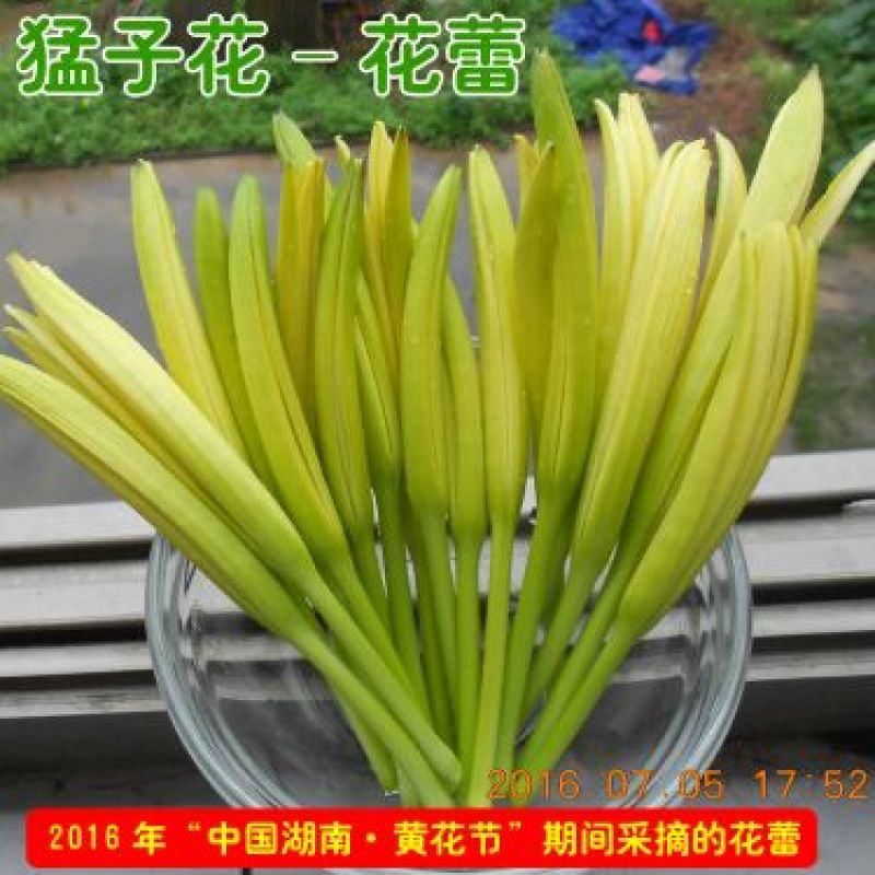 黄花菜种苗--猛子花