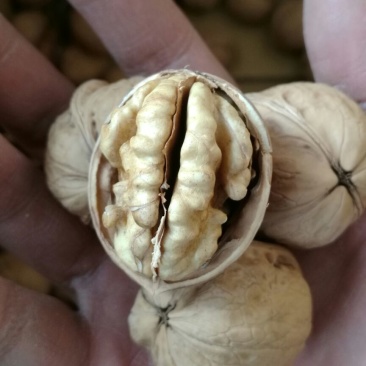 薄皮核桃30mm以上去皮干