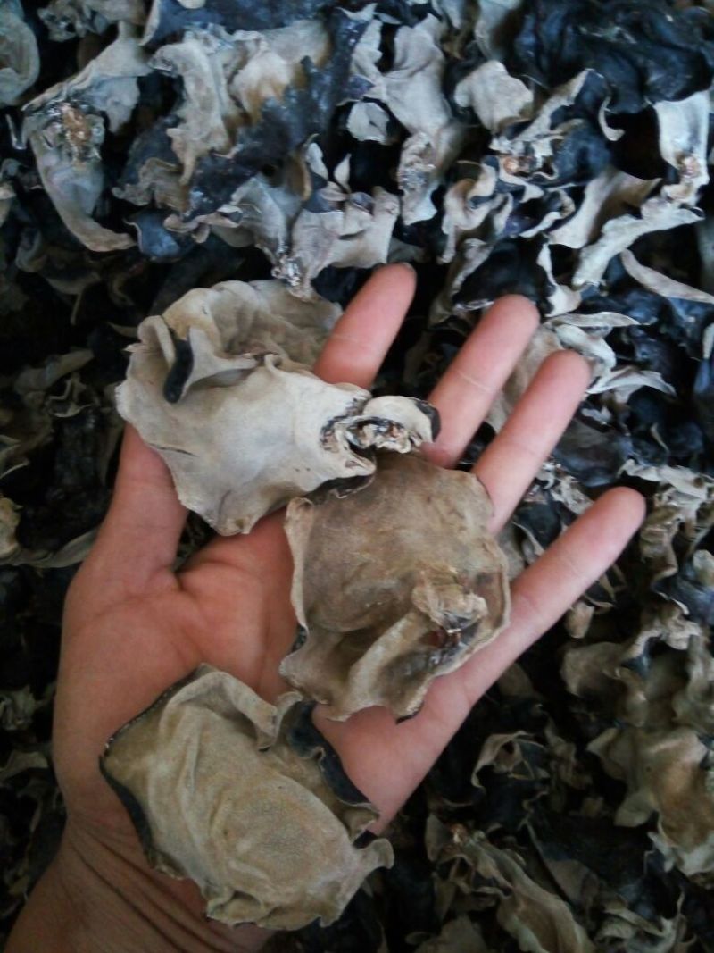 毛木耳特级