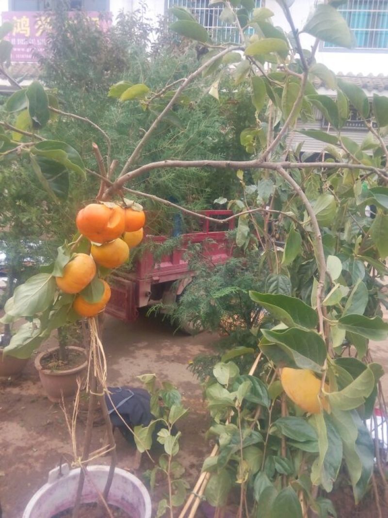柿子树苗免费提供技术指导，基地直销都是嫁接苗
