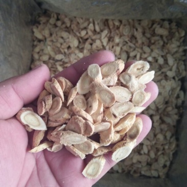 黄芪切片1cm