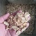 黄芪切片1cm