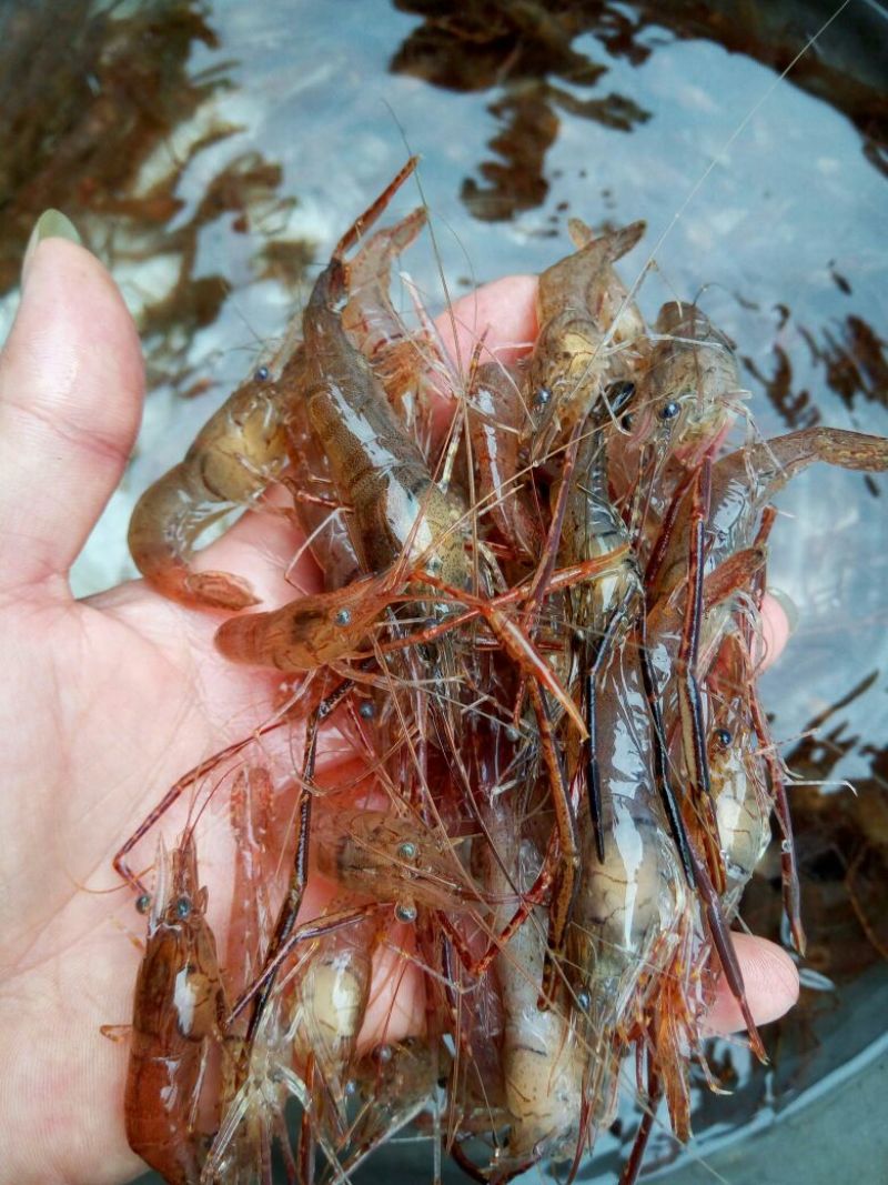 河虾活虾16~20只/kg