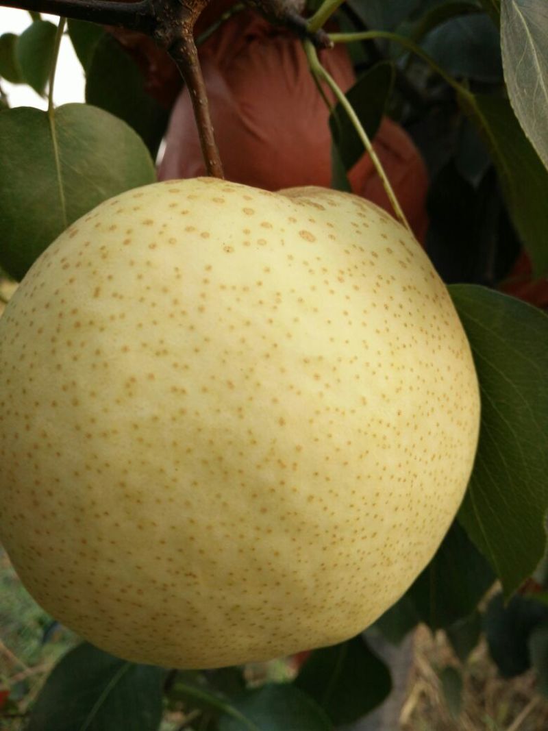 砀山梨300~350g纸箱