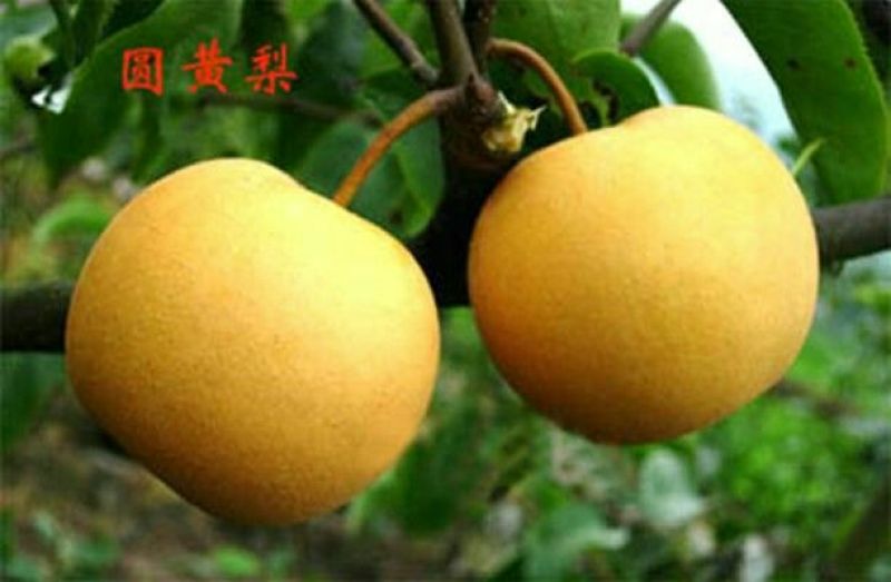 圆黄梨550~600g纸袋