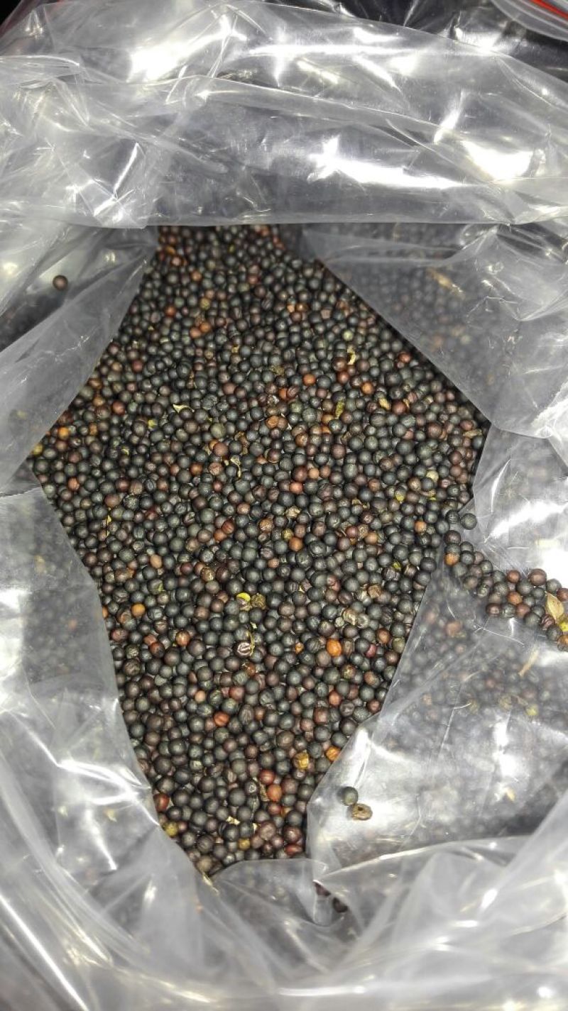 油菜籽1