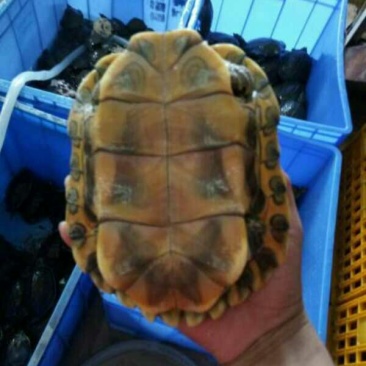 巴西龟2斤以上