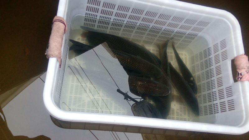 池鲤鱼1~2公斤食用