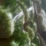 我处小油菜量大从优，需要的联系我