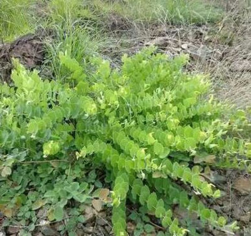 草果苗10~20cm