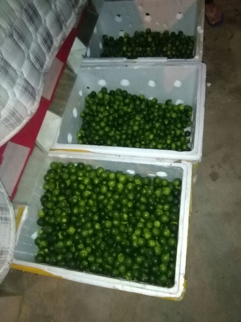 海南青金桔皮薄水份足欢迎下单订购