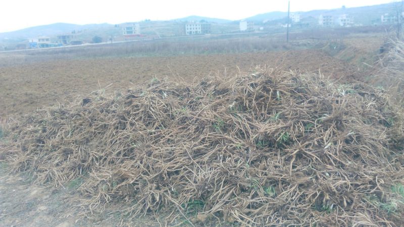 黄花菜种苗高产品种现挖现发