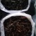 宽体金线蛭药用