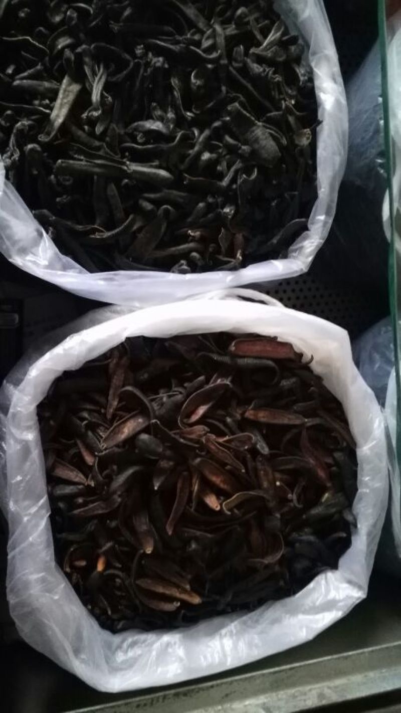 宽体金线蛭药用
