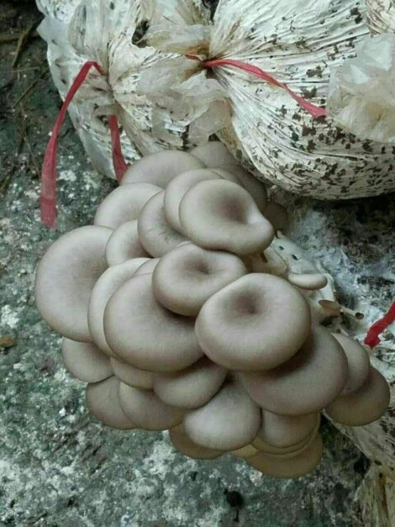 鲜平菇3~5厘米浅灰色厚！！！！！！！！！！！！！