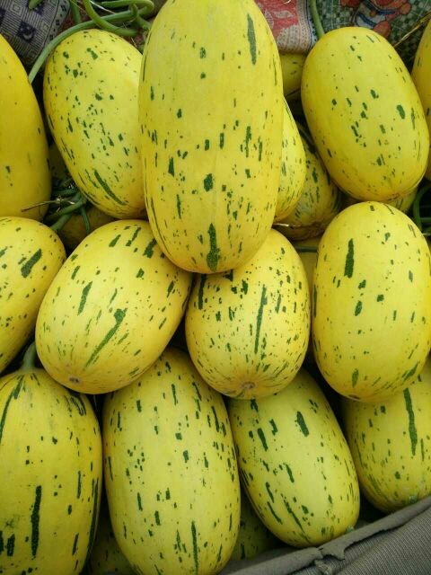 伽师瓜哈密瓜山东聊城市莘县_批发_供应-一亩