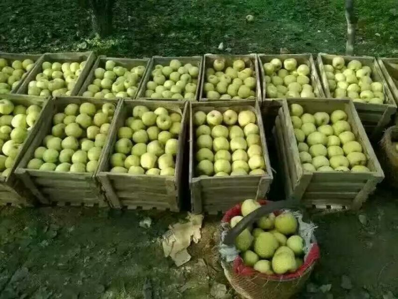 砀山梨300~350g纸加膜