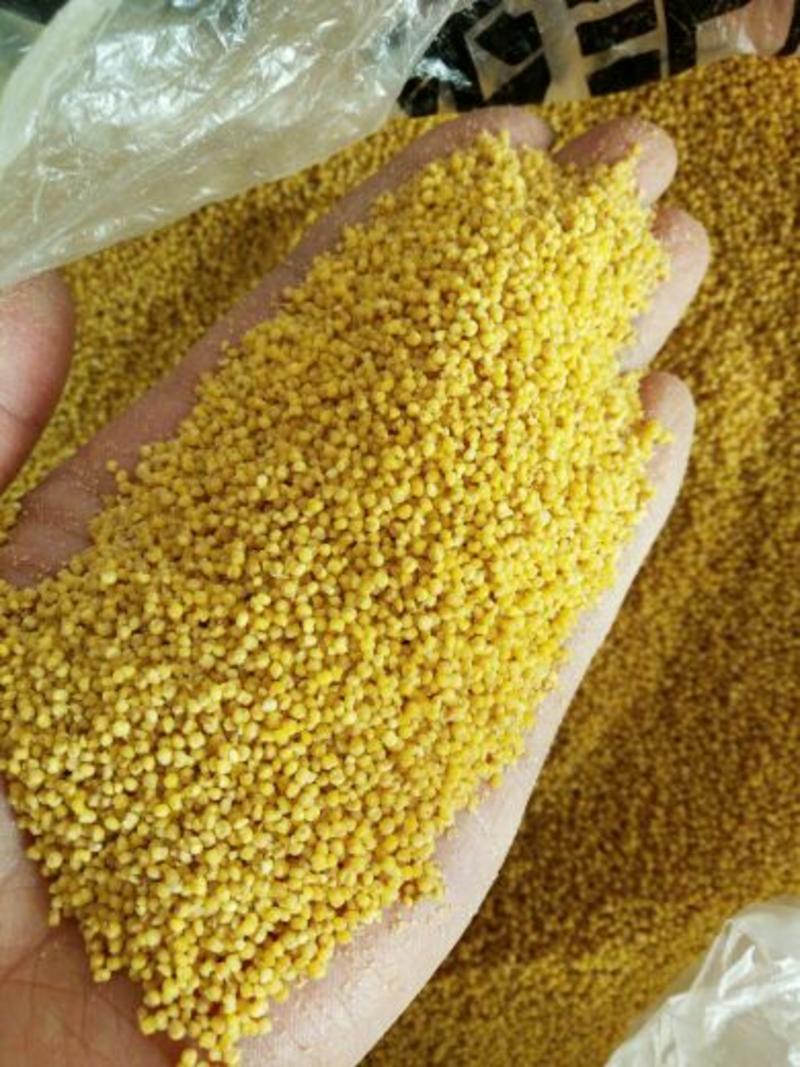 山西～特产农家养胃小米～金黄色～有米油