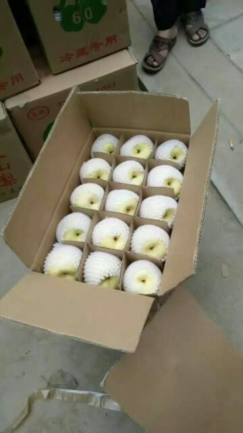 酥梨供应，陕西酥梨大量上市，酥梨个头均匀口感好
