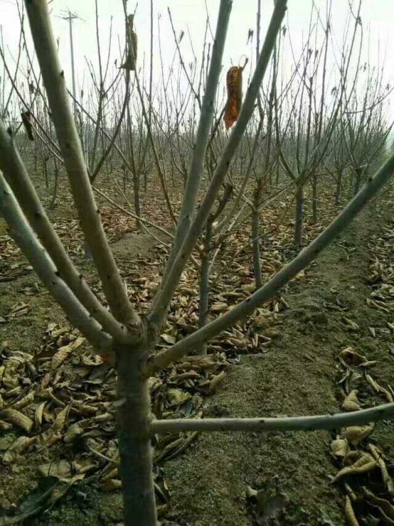 樱桃苗，矮化树，大树，樱桃占木，品种多，