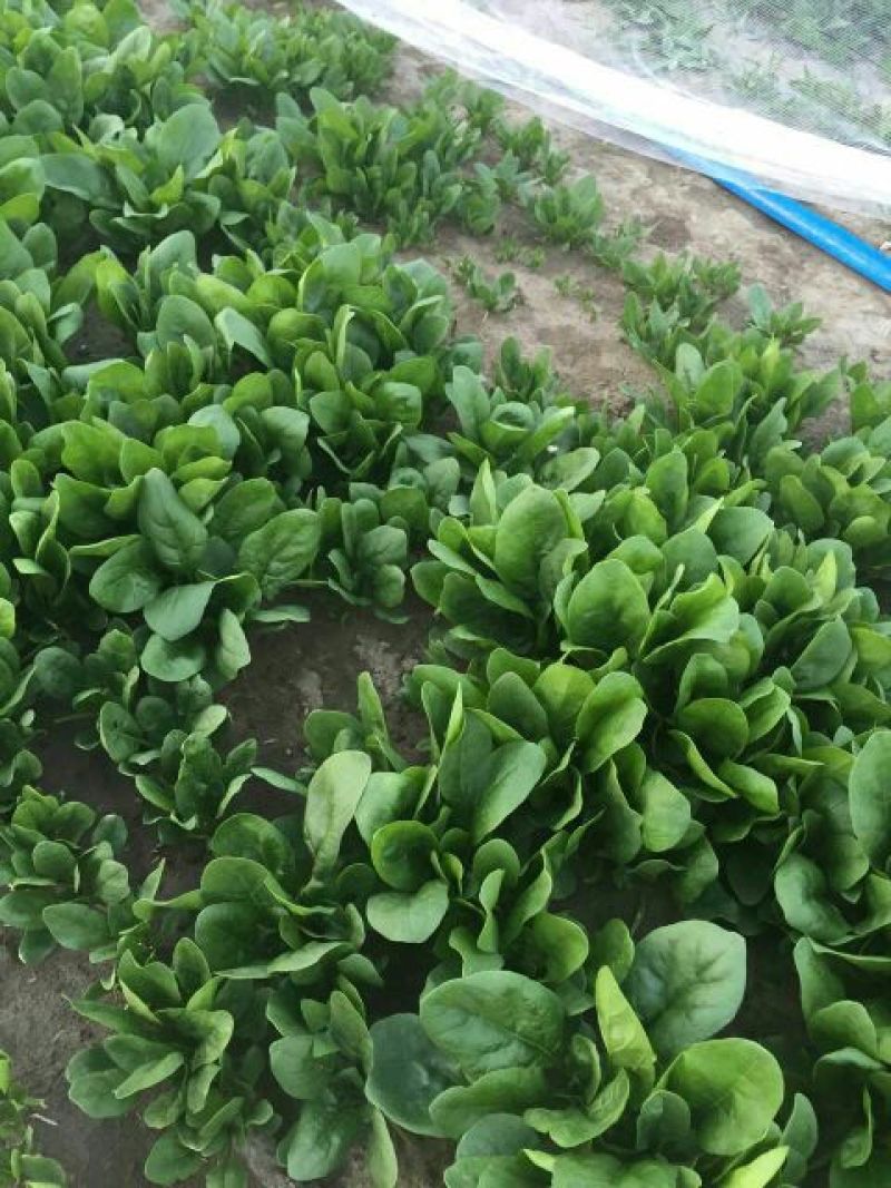大叶菠菜25~30厘米