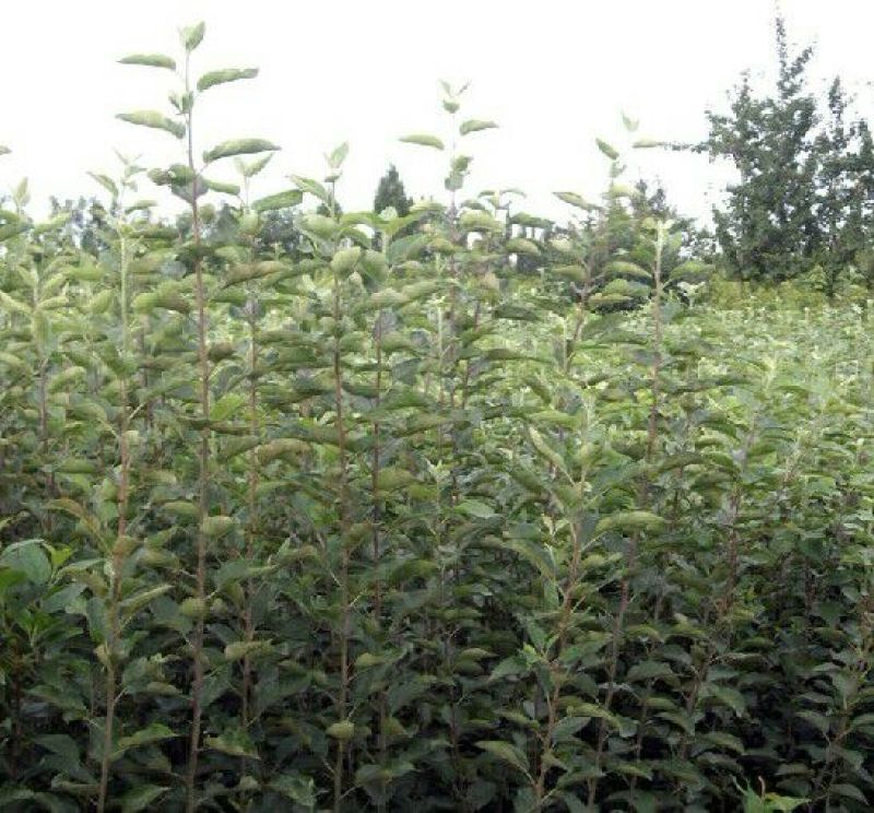 红富士苹果树苗80cm以上基地直销现起现发