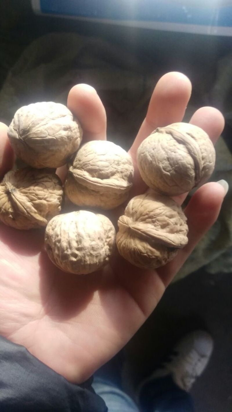 薄皮核桃40mm以上去皮干