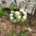 蓝莓6~8mm以上