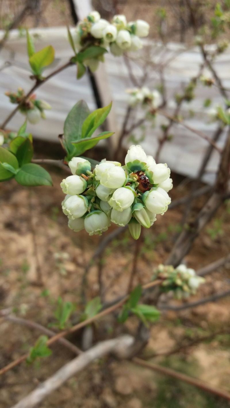 蓝莓6~8mm以上