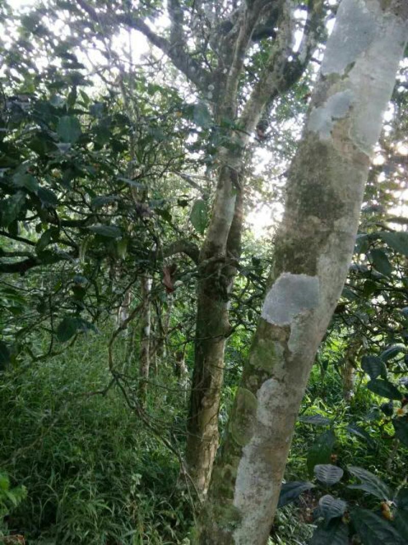 古树普洱茶一级