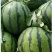京欣，双星西瓜8斤打底9成熟1茬