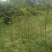 花椒苗1~2年