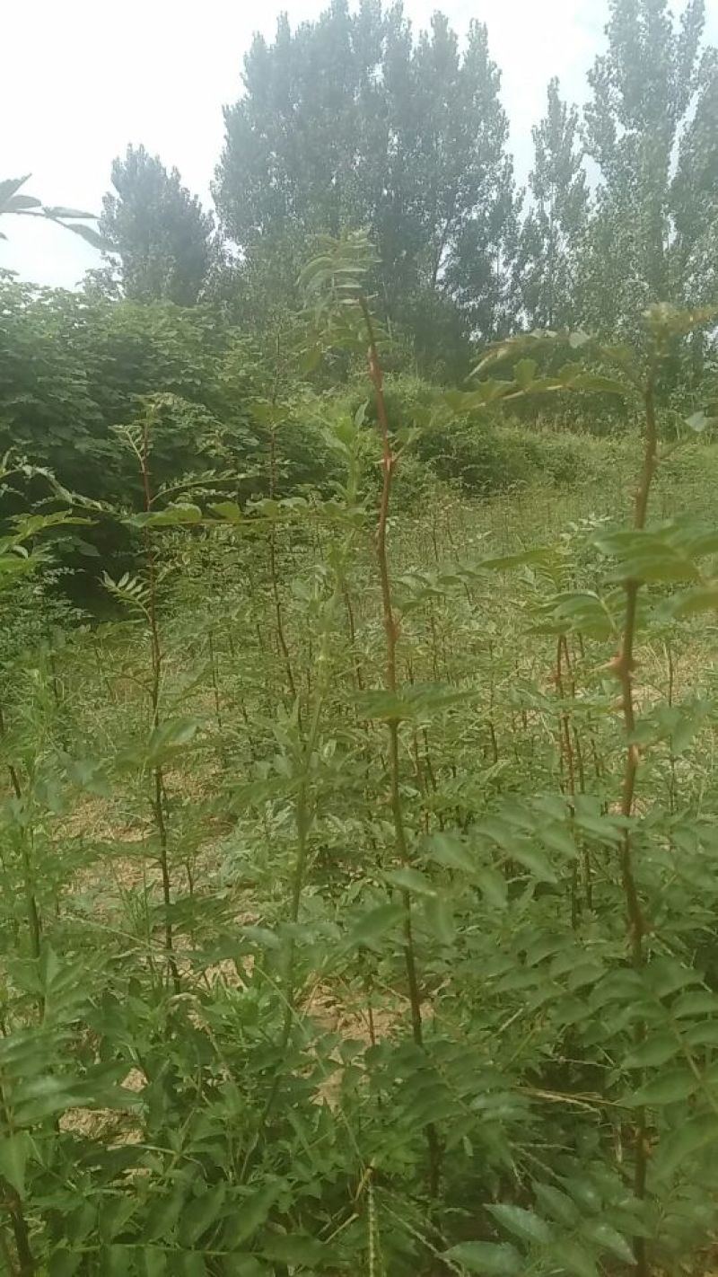 花椒苗1~2年