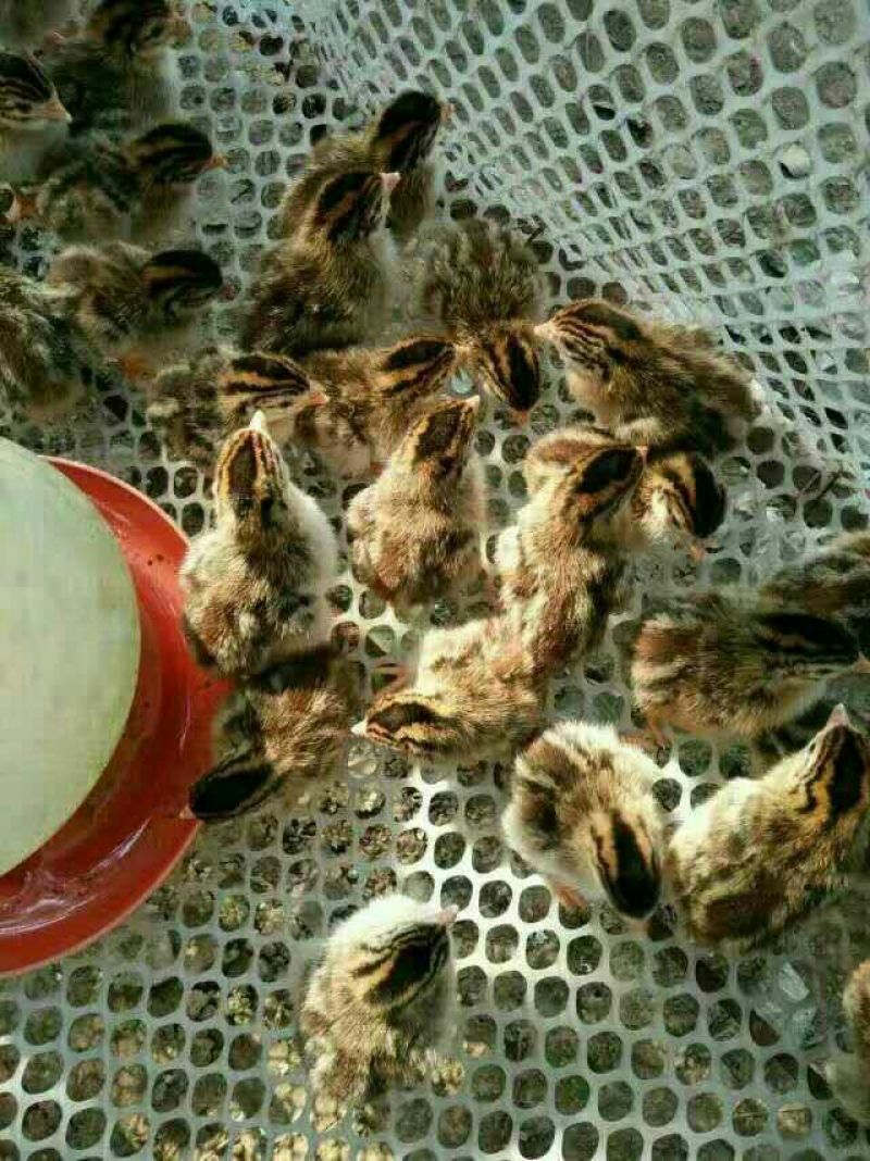 土鸡苗250克以下脱温苗