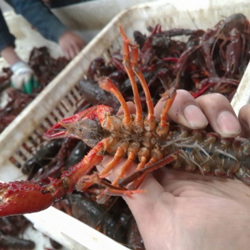 小龙虾食用6~8钱活虾与河蟹混养