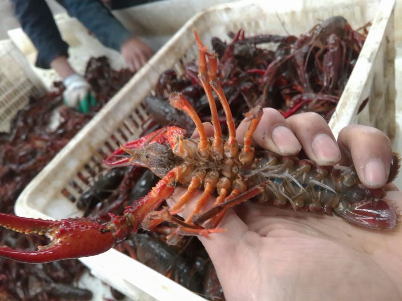 小龙虾食用6~8钱活虾与河蟹混养