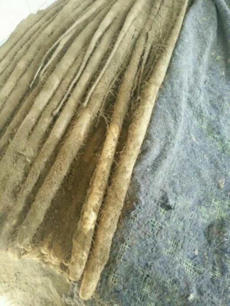 九斤黄山药2~3厘米50~70厘米特级