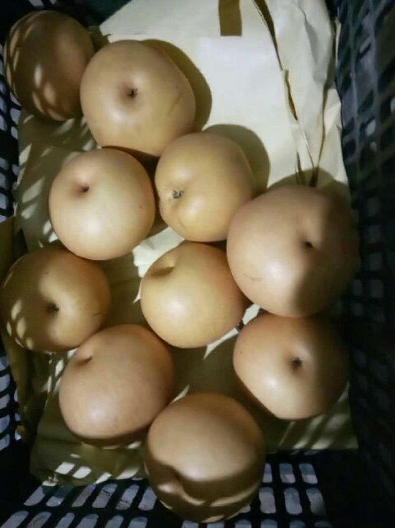新高梨300~350g纸袋支持一件代发