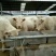 西门塔尔牛犊改良肉牛犊，育肥牛犊100~200kg