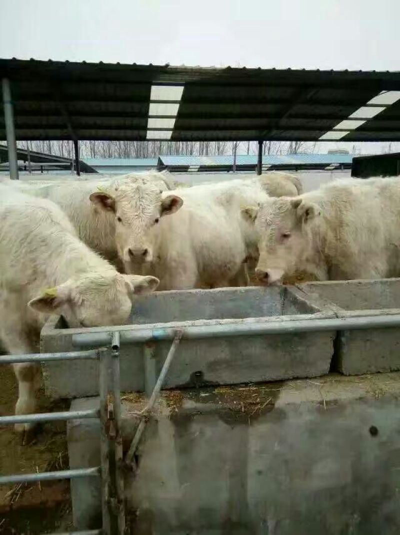 西门塔尔牛犊改良肉牛犊，育肥牛犊100~200kg