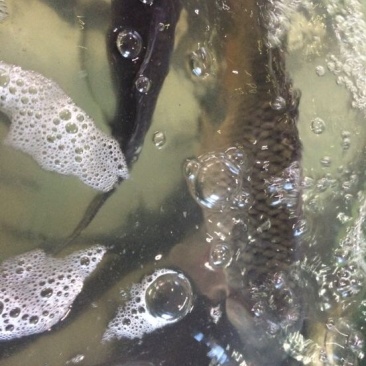 河鲤鱼