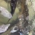 河鲤鱼