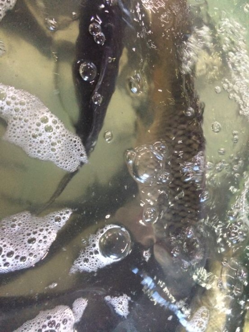 河鲤鱼