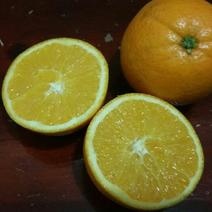 甜橙75~80mm