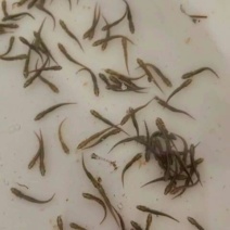 泥鳅苗，大量批发，欢迎订购。。。。。。。